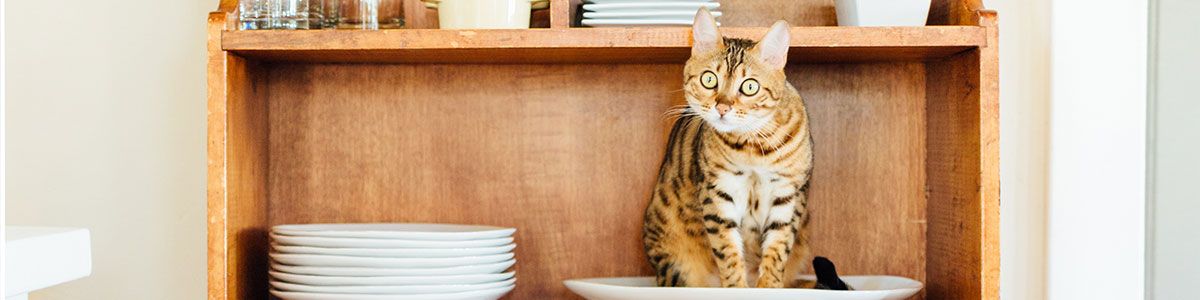 catz finefood fillets