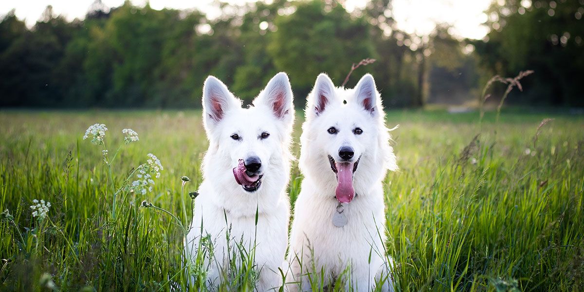 Acana Titelbild zwei weiße Hunde