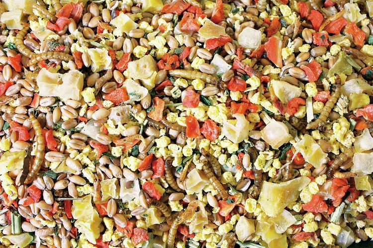 JR FARM Hühner-Schmaus Eimer 3,5kg (5 Liter) Hühnerfutter