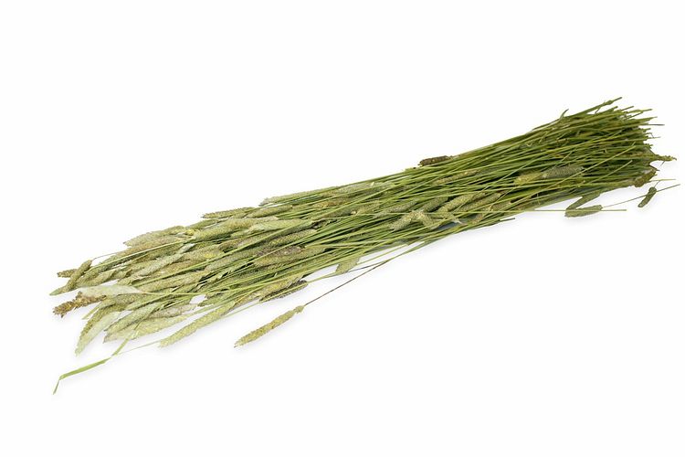 JR FARM Ein Stück Natur Timothy-Ernte 80g Kleintierfutter