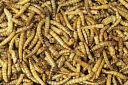 Vorschaubild JR FARM Mehlwürmer Vogelsnack