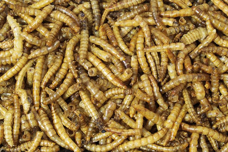 JR FARM Mehlwürmer Vogelsnack