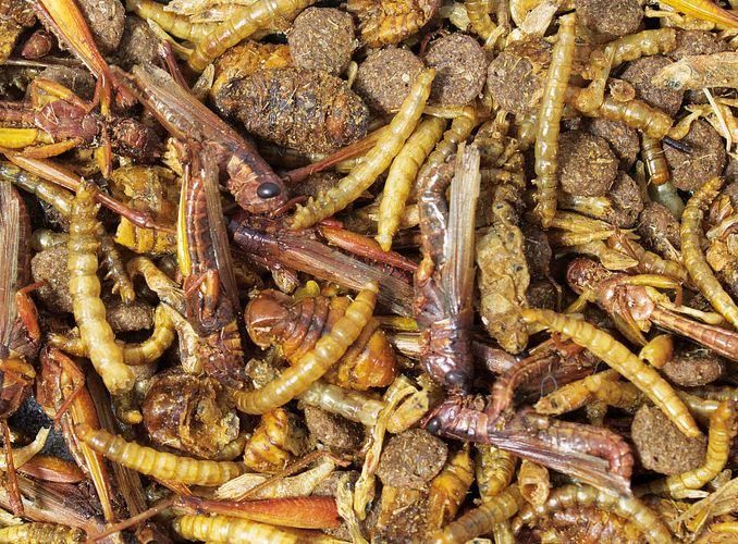 JR FARM Igel-Schmaus Igelfutter