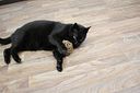 Vorschaubild JR FARM Bavarian Catnip Katzenminze Nature-Ball
