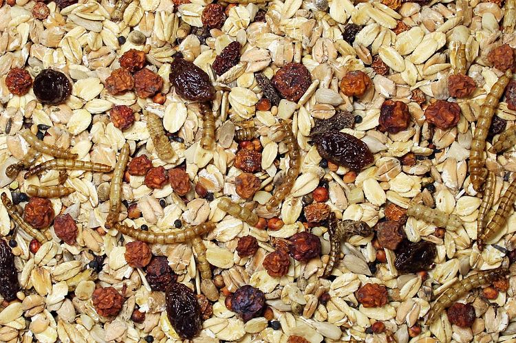 JR FARM Wildvogel-Schmaus ohne Schale 1,5kg Wildvogelfutter