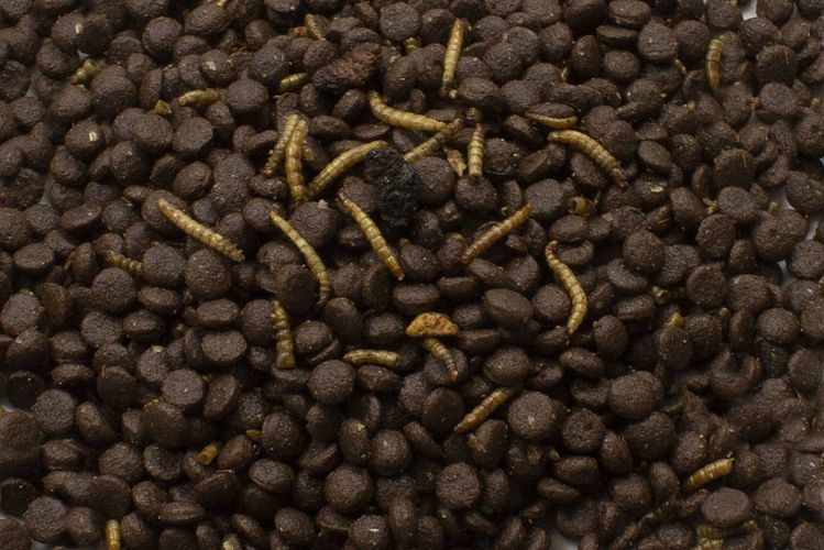 JR FARM Grainless Igel 750g Wildtierfutter
