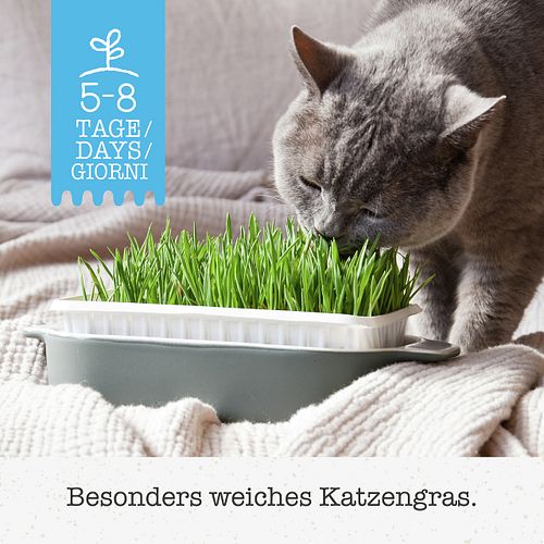 GimCat Soft-Gras 100g Nahrungsergänzung für Katzen