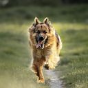 Vorschaubild Paws&Patch GELENK GEFÄHRTE 120g Adult & Senior