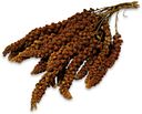 Vorschaubild JR FARM Kolbenhirse rot 500g Vogelsnack