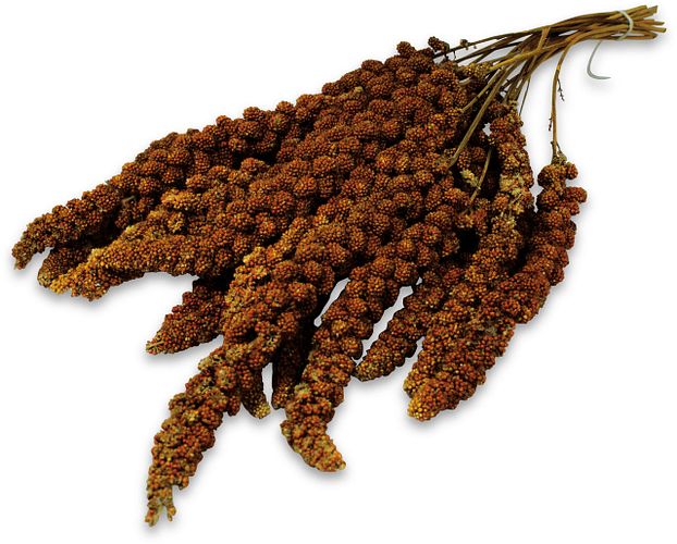 JR FARM Kolbenhirse rot 500g Vogelsnack